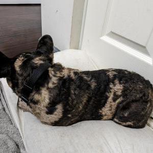 Image of McCloud, Lost Dog