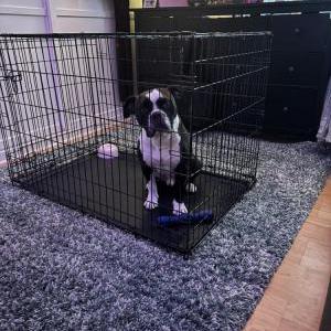 Image of unknown, Found Dog