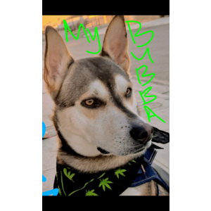 Image of Bubba, Lost Dog