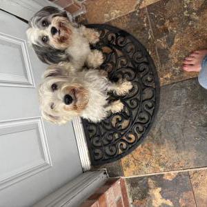 Image of Unknown, Found Dog