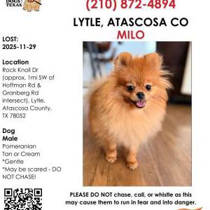 Image of MILO, Lost Dog
