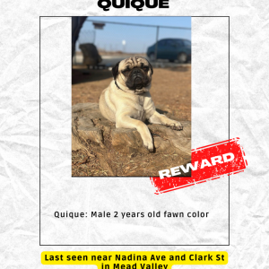 Image of Quique, Lost Dog