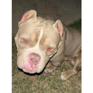 Image of Shorty, Lost Dog