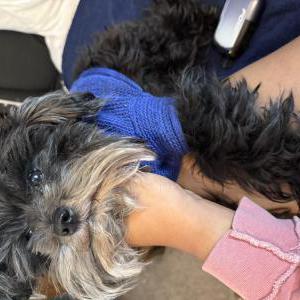 Image of Loki, Lost Dog