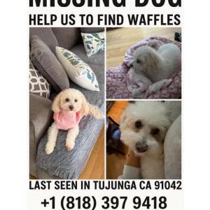 Image of Waffles, Lost Dog