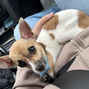 Image of Unknown, Found Dog