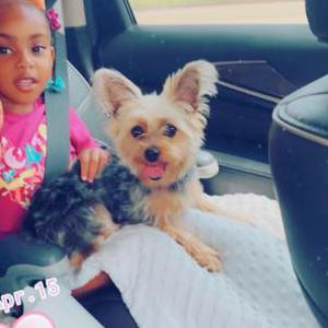 Image of Troux, Lost Dog