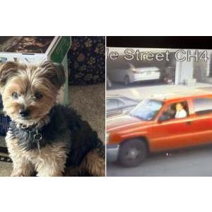 Image of Shadow / Buddy, Lost Dog