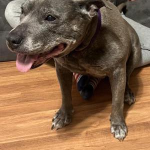 Image of Gypsy, Lost Dog