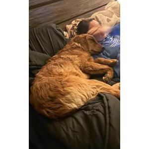 Image of Harry, Lost Dog