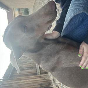 Image of Unknown, Found Dog