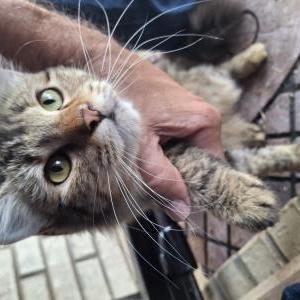 Image of Unknown, Found Cat