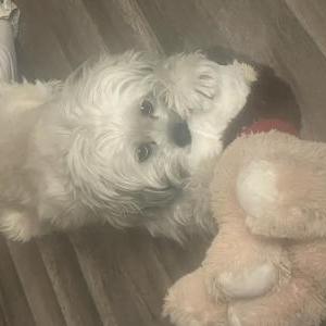 Image of Neko, Lost Dog