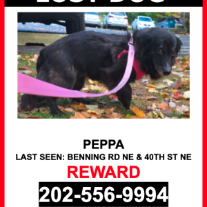 Image of PEPPA, Lost Dog