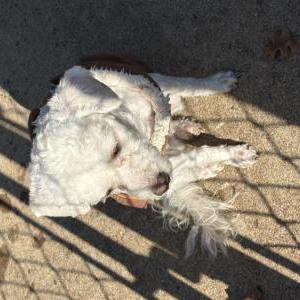 Image of White poodle, Found Dog