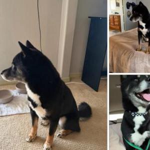 Lost Dog Shiloh