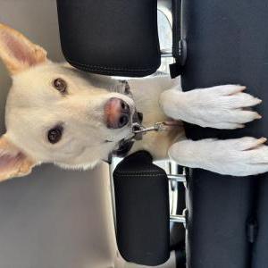 Lost Dog Kilo