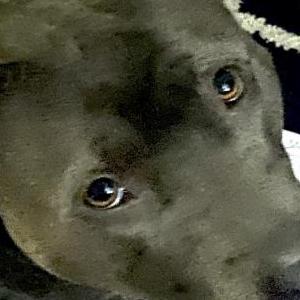 Image of Blue, Lost Dog