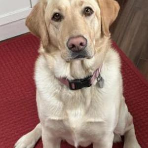 Image of Moose, Lost Dog