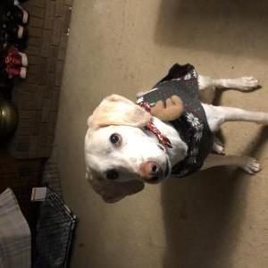 Image of Opie, Lost Dog