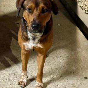 Image of unknown, Found Dog