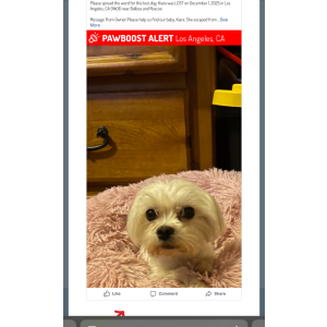 Image of Kiara, Lost Dog