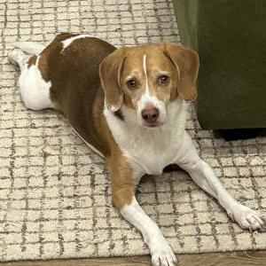 Image of Doug, Lost Dog