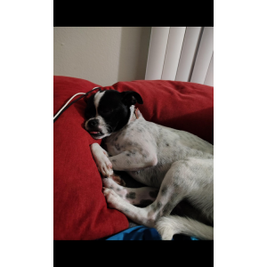 Image of oreo, Lost Dog