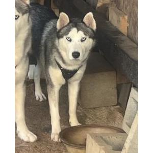 Image of Loba, Lost Dog