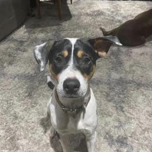 Image of Chick, Lost Dog