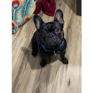 Image of Shadow, Lost Dog