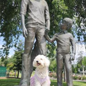 Image of Dulce, Lost Dog