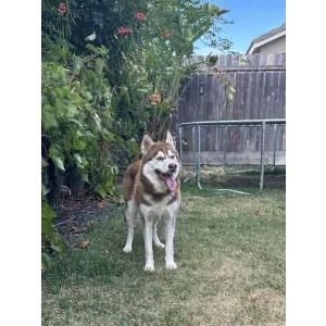 Image of Kyra, Lost Dog