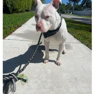 Image of Luisito, Lost Dog