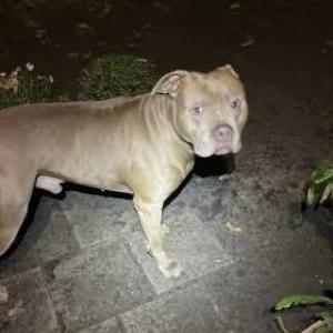 Image of Vander, Lost Dog