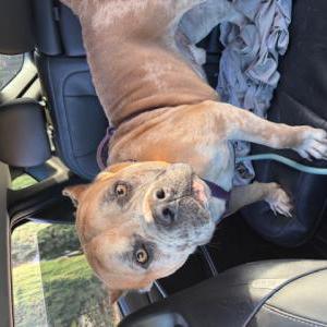 Image of Unknown, Found Dog