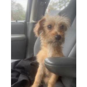 Image of Unknown, Found Dog