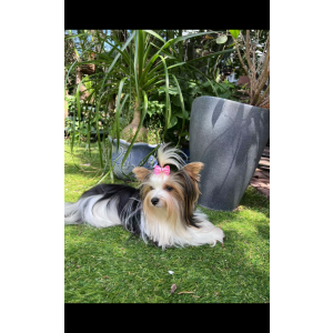 Image of Linlin, Lost Dog