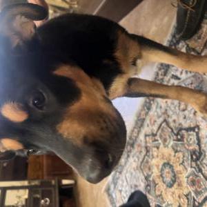 Image of Unknown, Found Dog