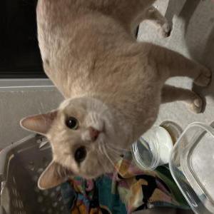 Image of Unknown, Found Cat