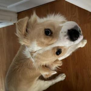 Image of Obi, Lost Dog