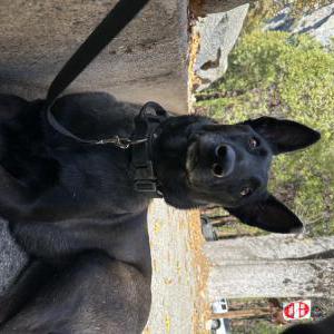 Image of Ella, Lost Dog