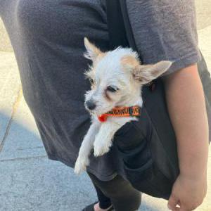 Image of Bella, Lost Dog