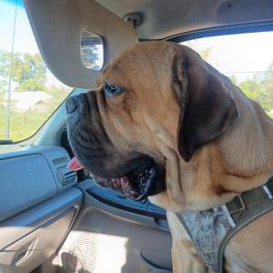 Image of Pebble, Lost Dog