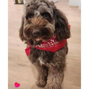 Image of HOPOU, Lost Dog