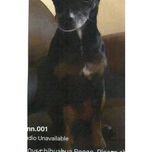 Image of Reecee, Lost Dog