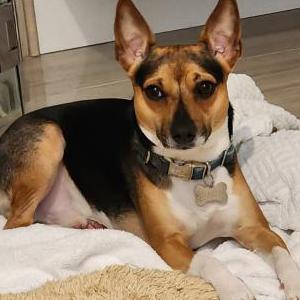 Image of CHARLIE, Lost Dog