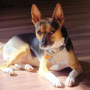 2nd Image of CHARLIE, Lost Dog