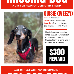 Image of Ouisie, Lost Dog