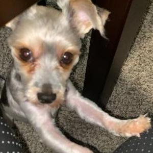 Image of Milo, Lost Dog